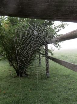Free Stock Photo of Spider Web