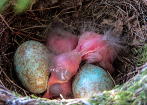 Free Stock Photo of Blackbird Nest