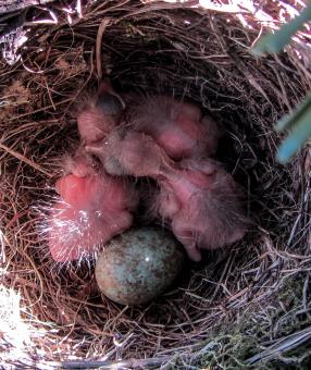 Free Stock Photo of Blackbird Nest