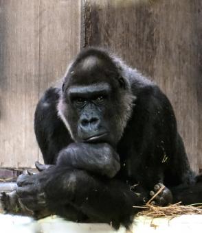 Free Stock Photo of Wild Gorilla