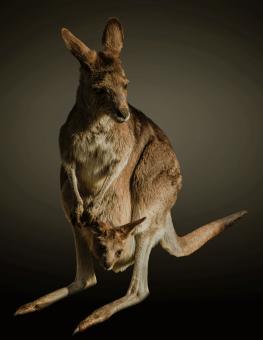 Free Stock Photo of Kangaroo in the Zoo