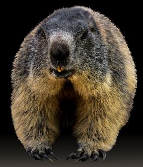 Free Stock Photo of Wild Marmot