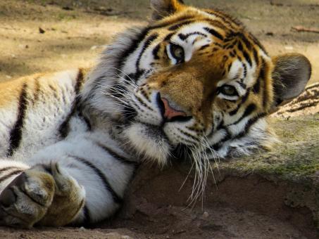 Free Stock Photo of Bengal Tiger