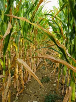Free Stock Photo of Corn Field