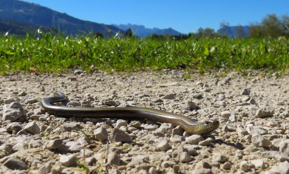 Free Stock Photo of Snake in the Path