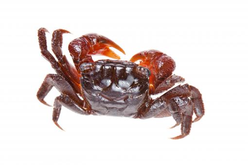 Free Stock Photo of crab 