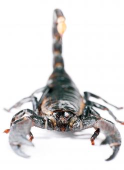 Free Stock Photo of Scorpion