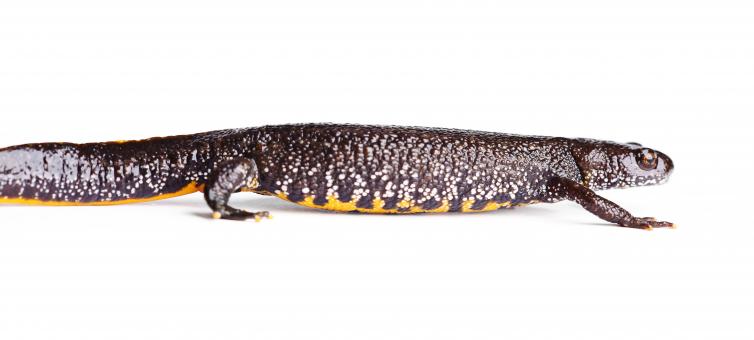 Free Stock Photo of Yellow belly lizard