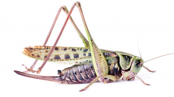 Free Stock Photo of grasshopper