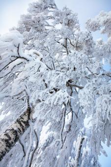 Free Stock Photo of winter tree