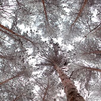 Free Stock Photo of winter trees