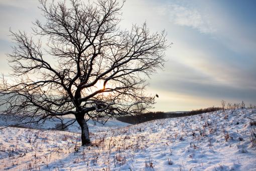Free Stock Photo of winter tree