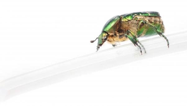Free Stock Photo of chafer beetle