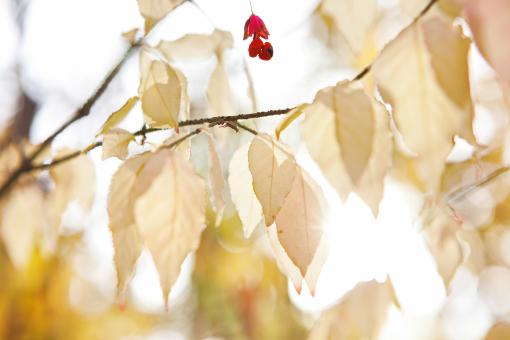 Free Stock Photo of autumn leaves