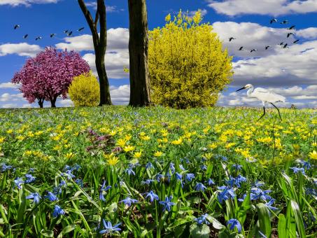 Free Stock Photo of Spring Meadow