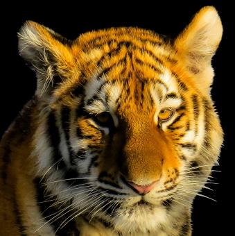 Free Stock Photo of Bengal Tiger