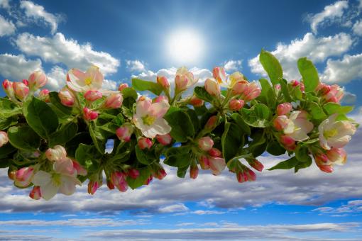 Free Stock Photo of Spring Awakening