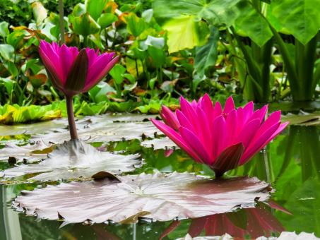 Free Stock Photo of Water Lily