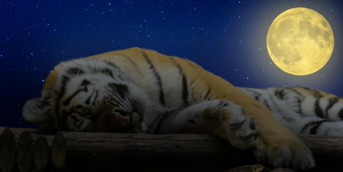 Free Stock Photo of Sleeping Tiger