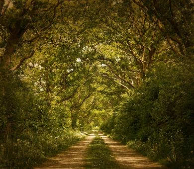 Free Stock Photo of Into the Woods