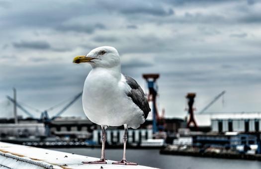 Free Stock Photo of Seagull Closeup