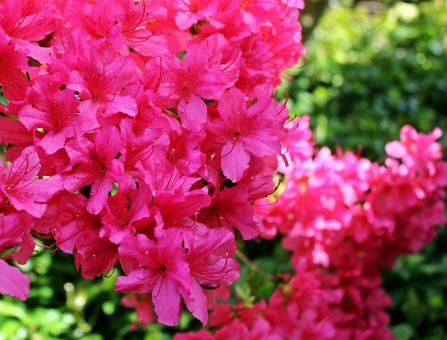 Free Stock Photo of Fresh Azalea