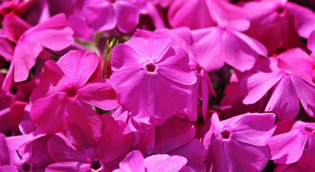 Free Stock Photo of Cranesbill in the Garden