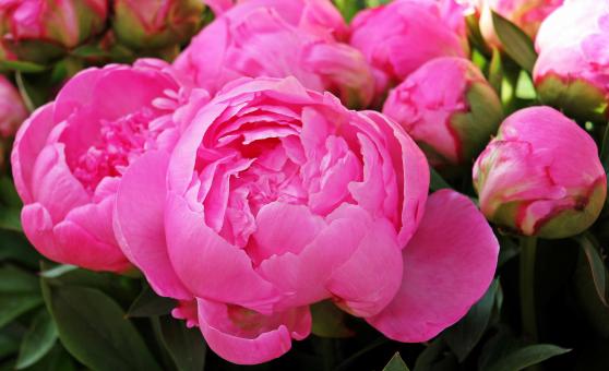 Free Stock Photo of Macro Peony