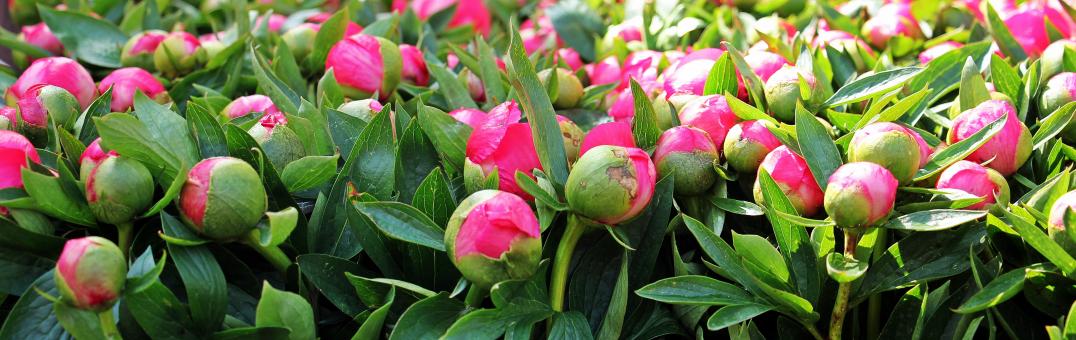 Free Stock Photo of Macro Peony