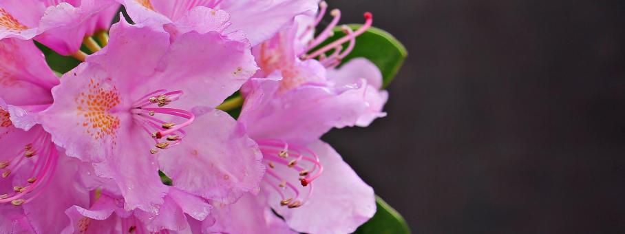 Free Stock Photo of Fresh Azalea
