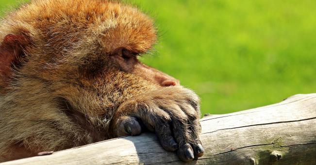 Free Stock Photo of Barbary Ape