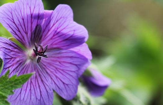 Free Stock Photo of Macro Cranesbill