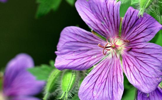 Free Stock Photo of Macro Cranesbill