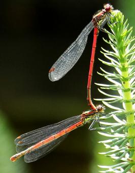 Free Stock Photo of Dragonfly Macro