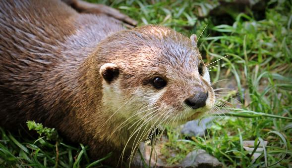Free Stock Photo of Wild Otter