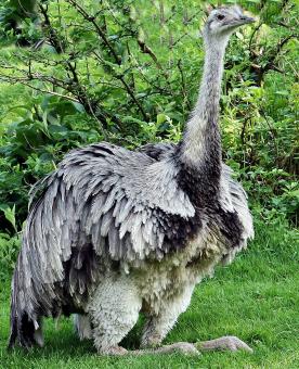 Free Stock Photo of Rhea Bird