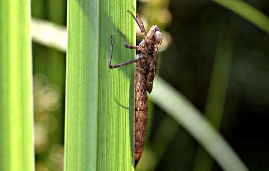 Free Stock Photo of Macro Dragonfly