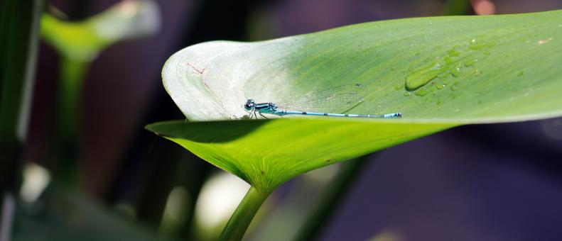 Free Stock Photo of Macro Dragonfly