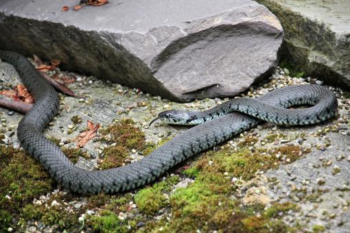 Free Stock Photo of Grass Snake