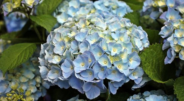 Free Stock Photo of Blooming Hydrangea