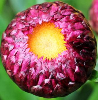 Free Stock Photo of Macro Italicum