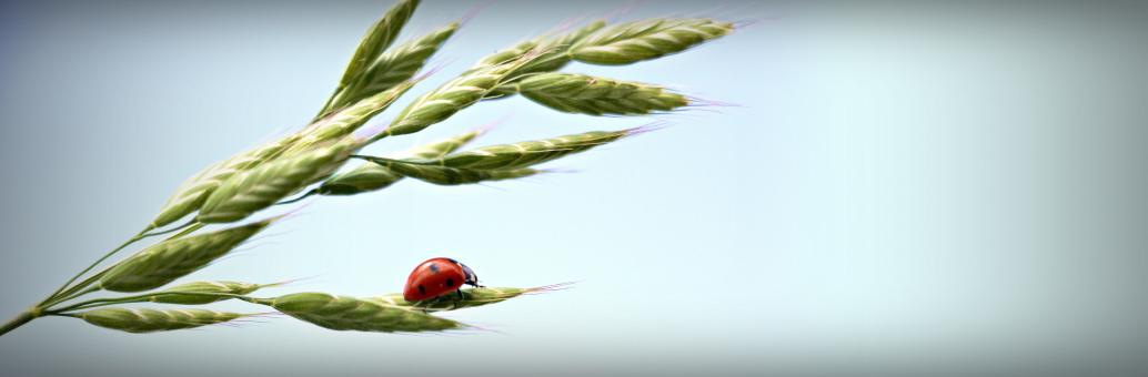 Free Stock Photo of Ladybud on the Wheat