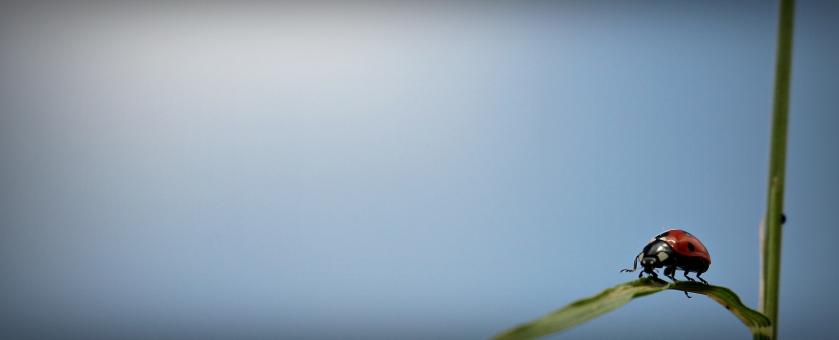 Free Stock Photo of Ladybug Closeup
