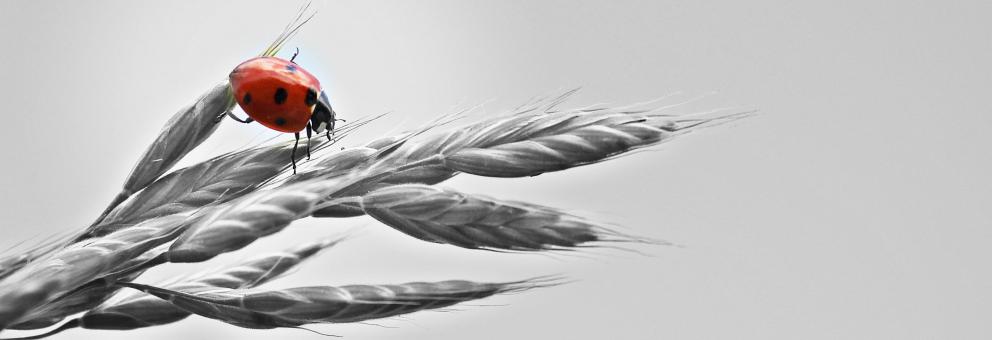 Free Stock Photo of Ladybud on the Wheat