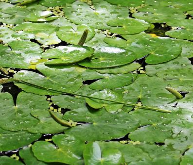 Free Stock Photo of Lily Pad