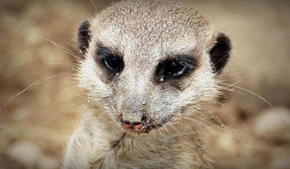 Free Stock Photo of Wild Meerkat