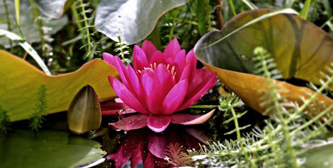 Free Stock Photo of Water Lily