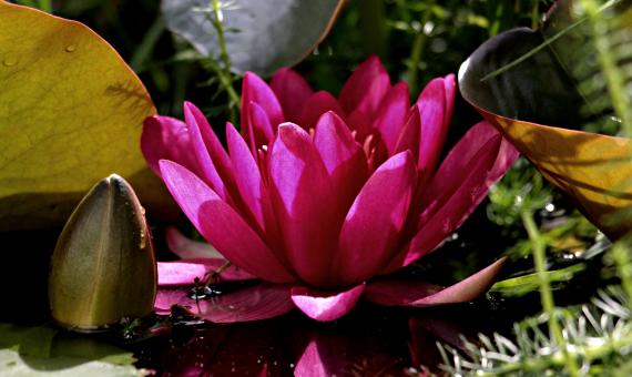 Free Stock Photo of Water Lily