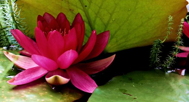 Free Stock Photo of Water Lily