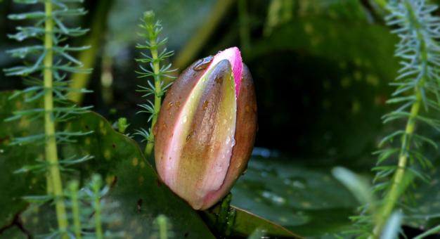 Free Stock Photo of Water Lily